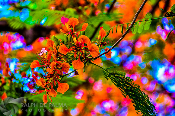 Royal Poincianas