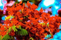 Royal Poincianas