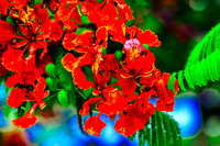 Royal Poincianas