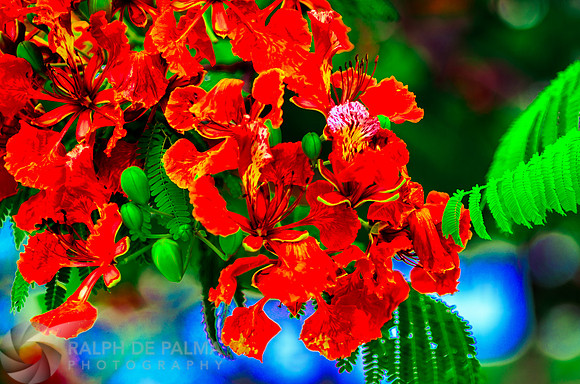Royal Poincianas