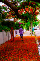 Royal Poincianas