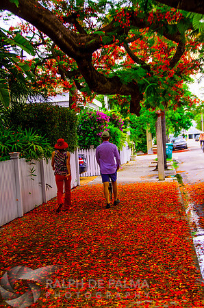 Royal Poincianas