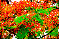 Royal Poincianas