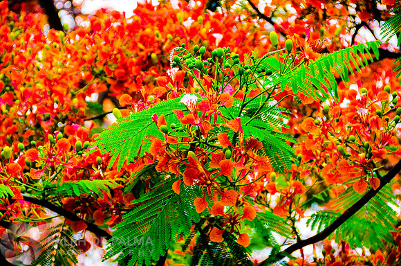 Royal Poincianas