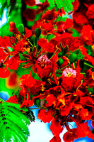 Royal Poincianas
