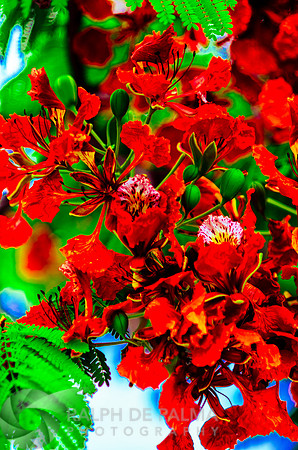 Royal Poincianas