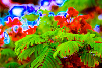 Royal Poincianas