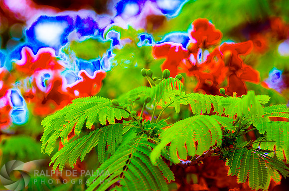 Royal Poincianas