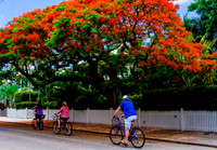 Royal Poincianas
