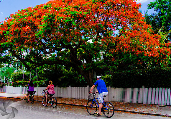 Royal Poincianas