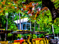 Royal Poincianas