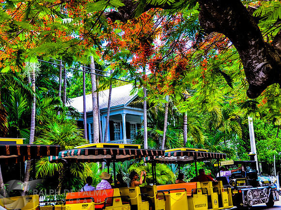 Royal Poincianas