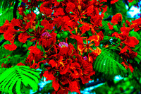 Royal Poincianas