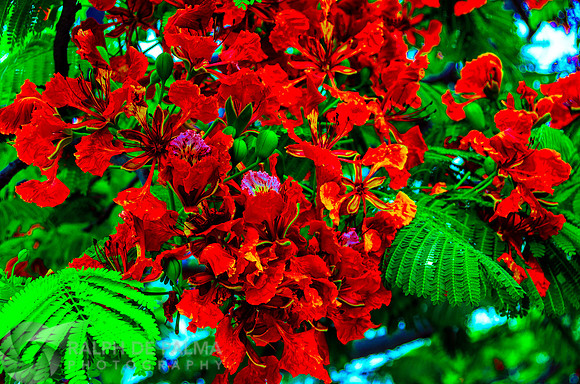 Royal Poincianas