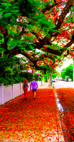Royal Poincianas