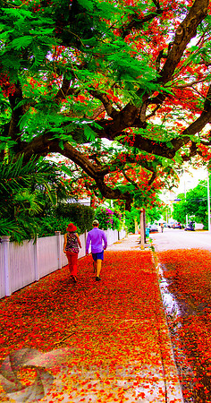Royal Poincianas