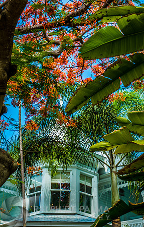 Royal Poincianas