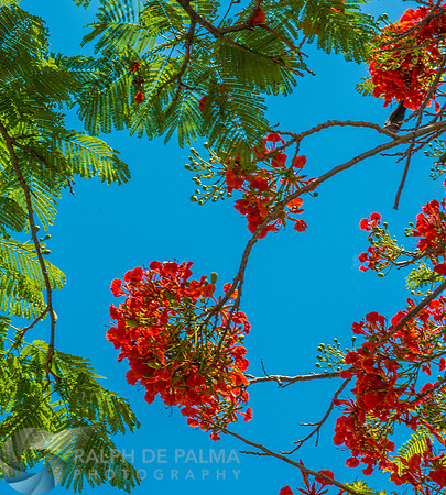 Royal Poincianas
