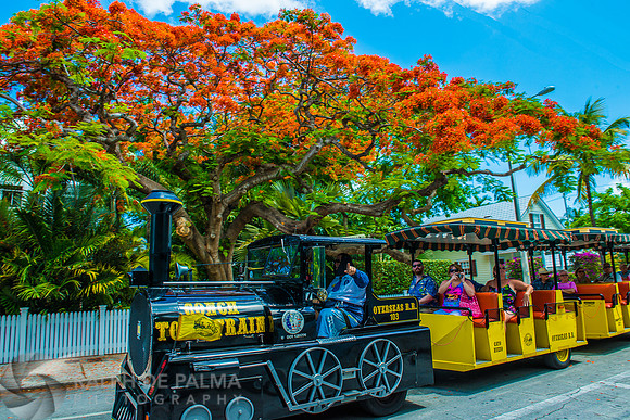 Royal Poincianas