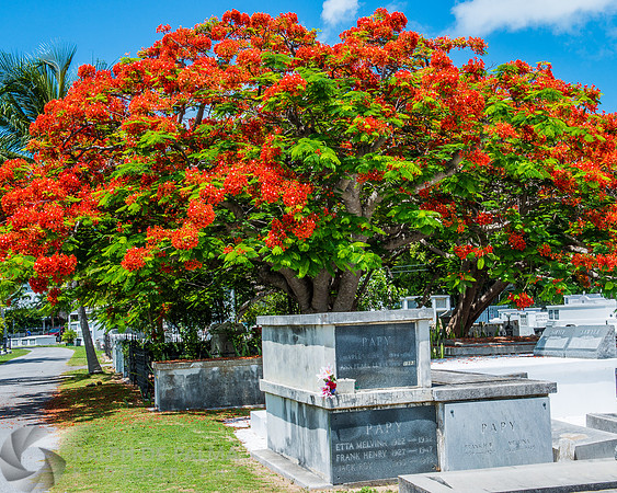 Royal Poincianas