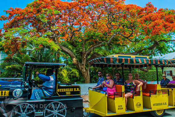 Royal Poincianas