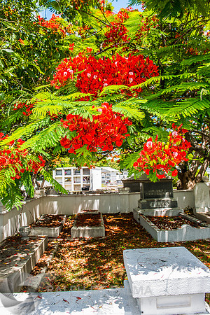 Royal Poincianas