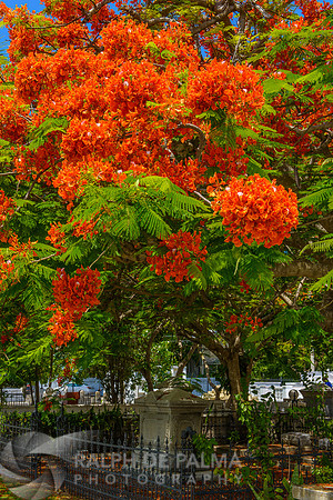 Royal Poincianas