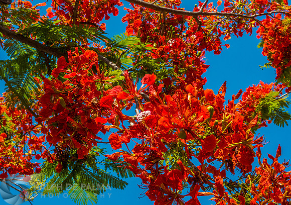 Royal Poincianas