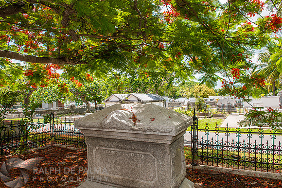 Royal Poincianas