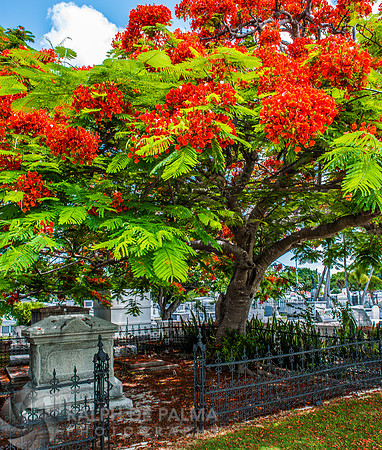 Royal Poincianas