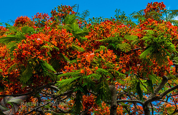 Royal Poincianas