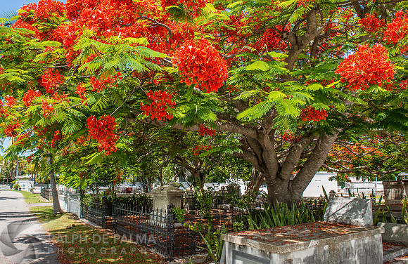 Royal Poincianas