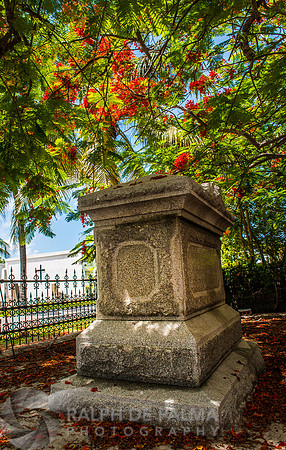 Royal Poincianas