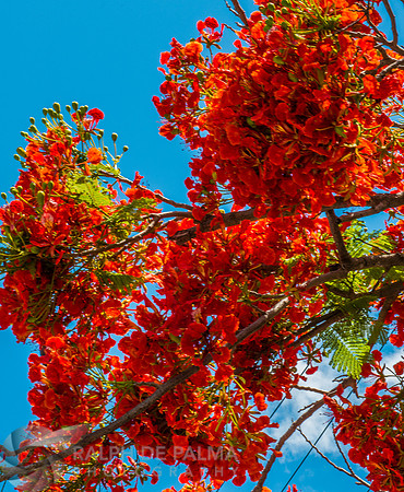 Royal Poincianas