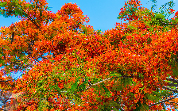 Royal Poincianas
