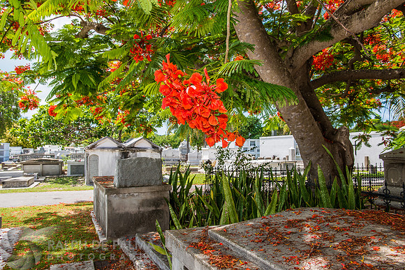 Royal Poincianas
