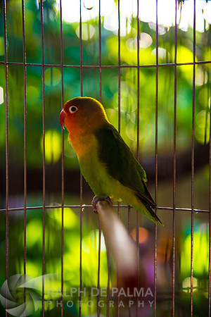 Cojimar