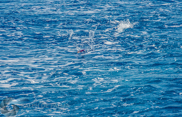 Marlin Fishing