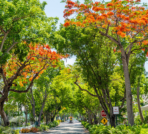 Royal Poinciana