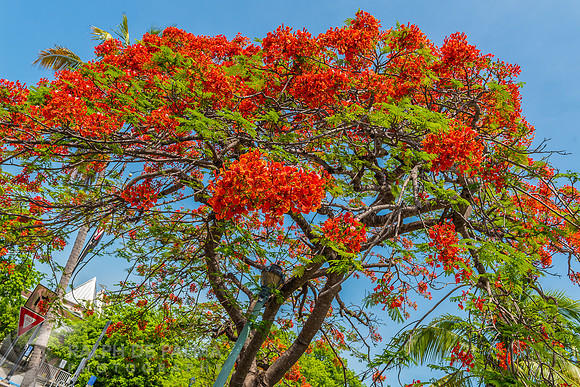 Royal Poinciana
