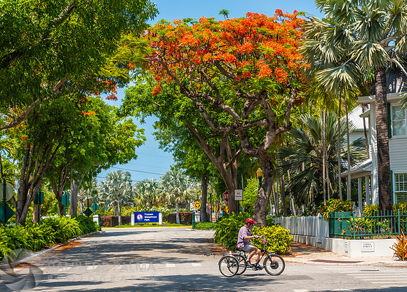 Royal Poinciana