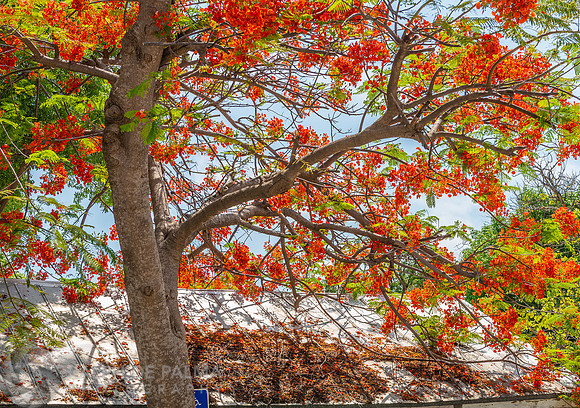 Royal Poinciana