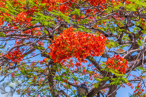 Royal Poinciana