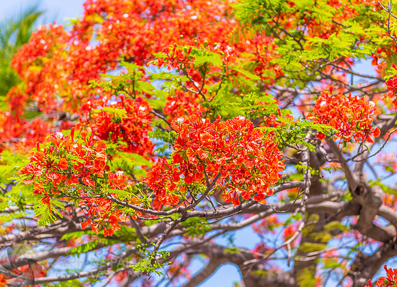 Royal Poinciana
