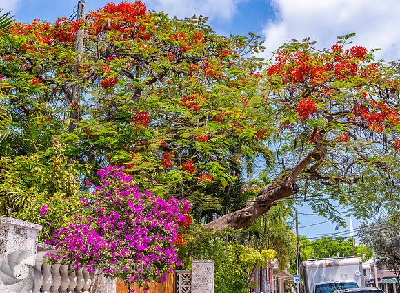 Royal Poinciana