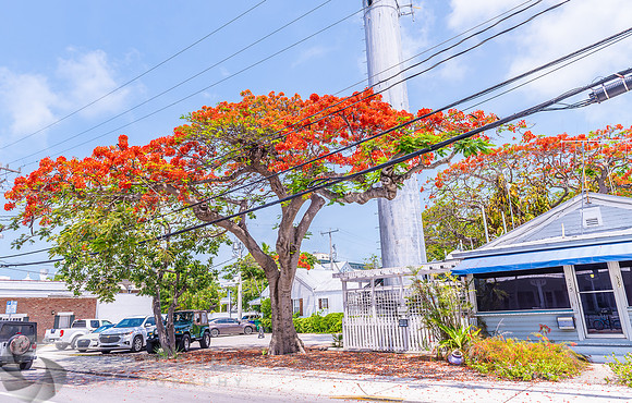 Royal Poinciana