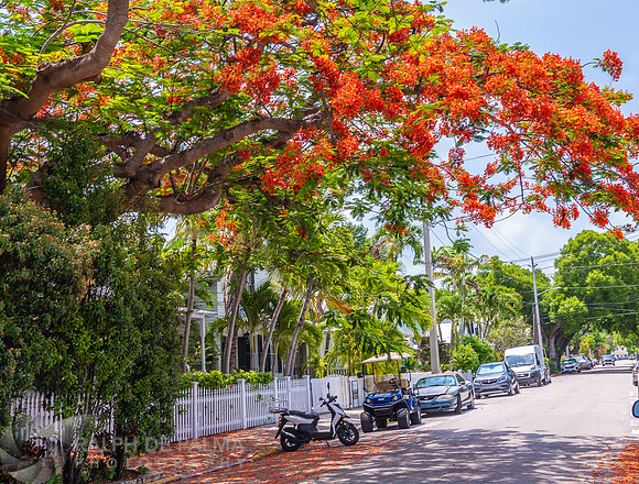 Royal Poinciana