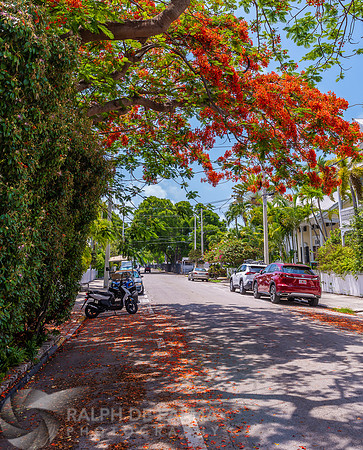 Royal Poinciana
