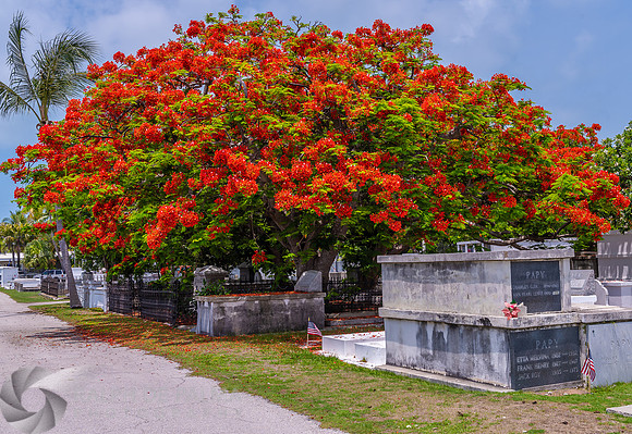 Royal Poinciana