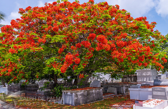 Royal Poinciana
